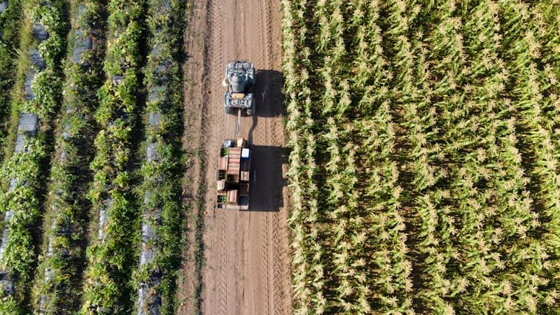 Agriculture